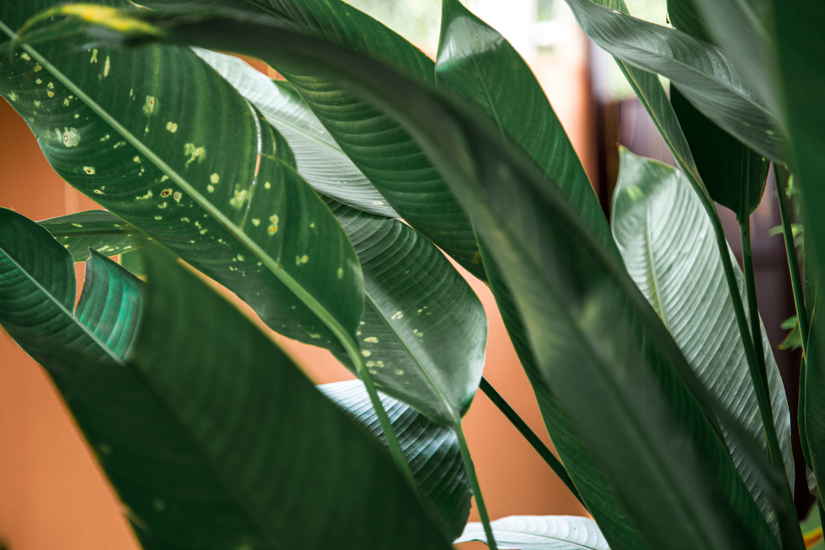 Plant with Large Green Leaves